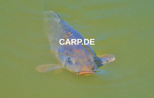 Carp.de