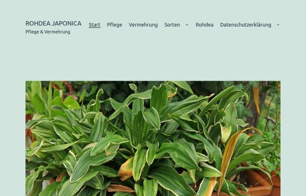 Rohdea japonica - Nippon Lilie