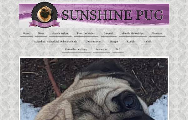 Vorschau von www.sunshine-pug.de, Sunshine Pug