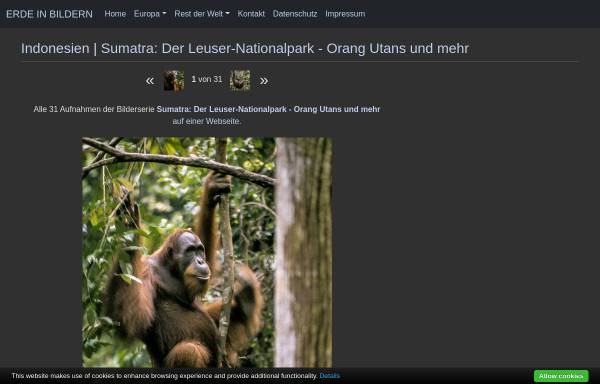 Orang Utans auf Sumatra [Jürgen Reichmann]