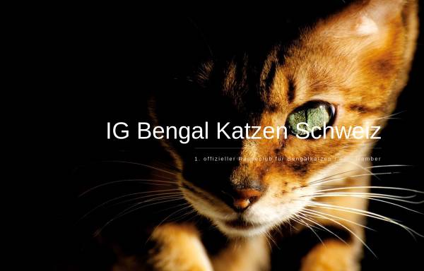 Vorschau von www.igbengal.ch, Interessen Gemeinschaft Bengal Katzen Schweiz