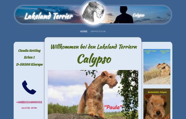 Lakeland Terrier Calypso