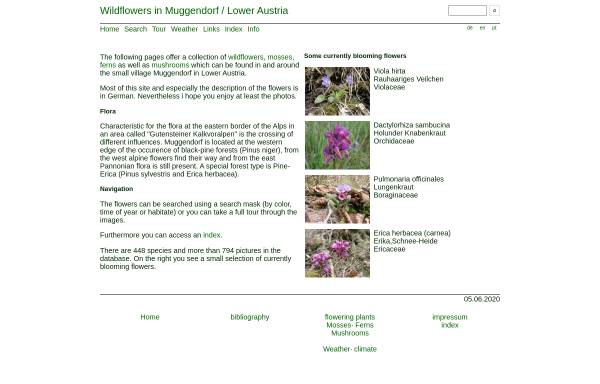 Vorschau von www.wildblumen.at, Wildblumen in Muggendorf/Niederösterreich