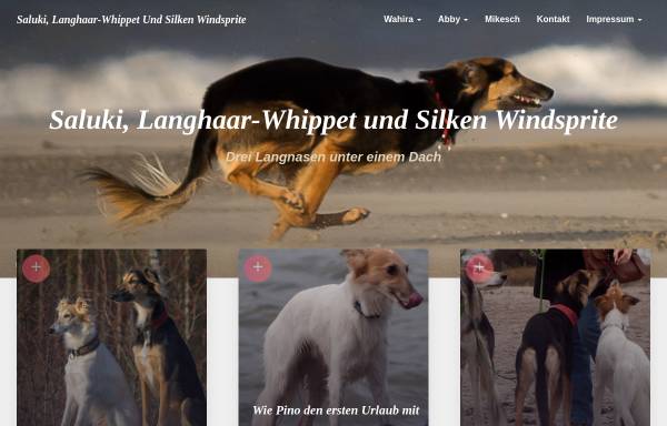 Vorschau von www.wahira.de, Wahira, ein persischer Windhund