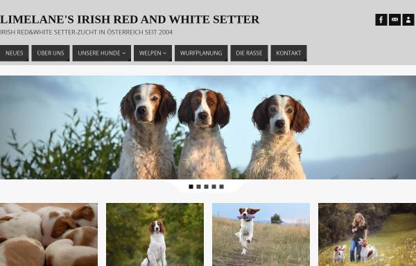 Vorschau von www.limelanes.at, Limelanes Irish Red and White Setter Kennel