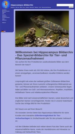 Hippocampus Bildarchiv