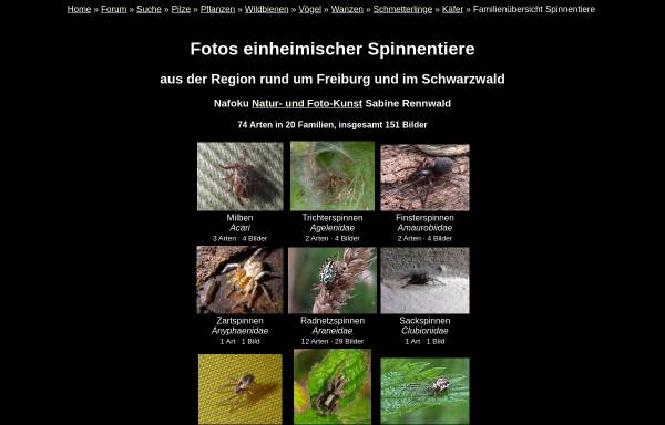 Vorschau von nafoku.de, Fotos einheimischer Spinnen und Spinnentiere