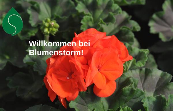 Vorschau von www.blumenstorm.de, Blumen Storm