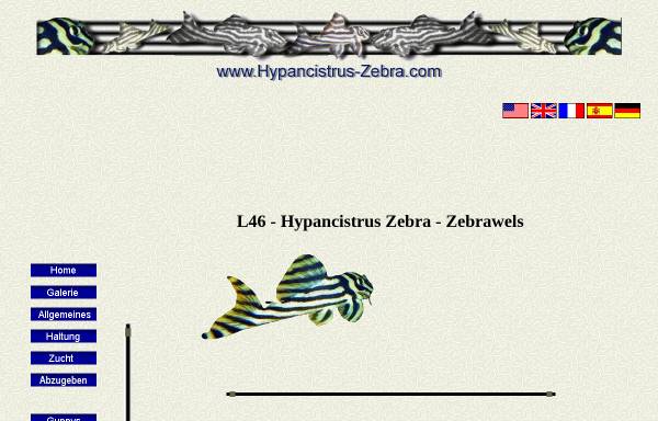 Vorschau von www.hypancistrus-zebra.com, Hypancistrus Zebra - L46