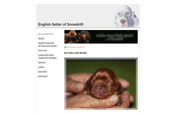 Vorschau von www.english-setter.ch, Of Snowdrift