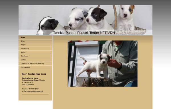 Twinkle Parson Russell Terrier