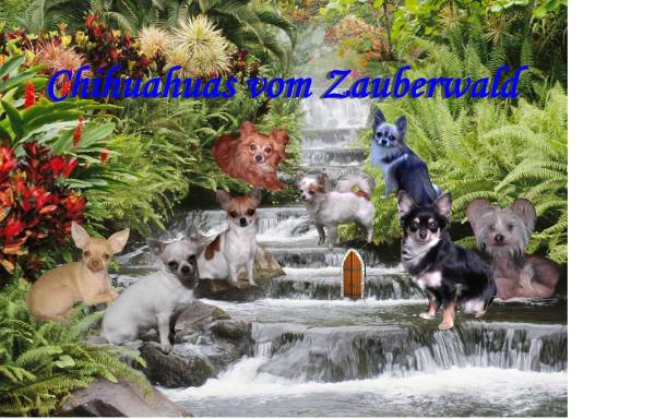 Vorschau von www.chihuahuas-vom-zauberwald.de, Vom Zauberwald