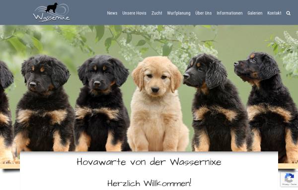 Vorschau von www.wassernixe.at, Von der Wassernixe