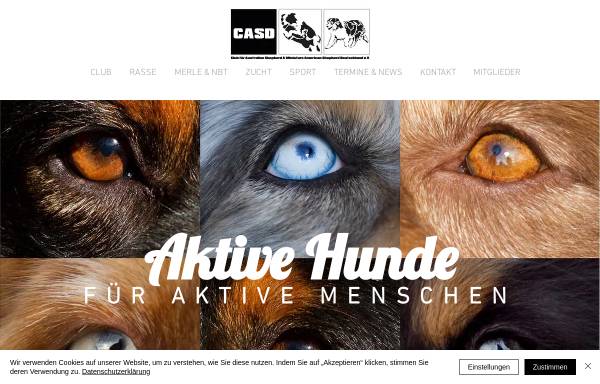 Vorschau von www.casd-aussies.de, CASD - Club für Australian Shepherd Deutschland e.V.