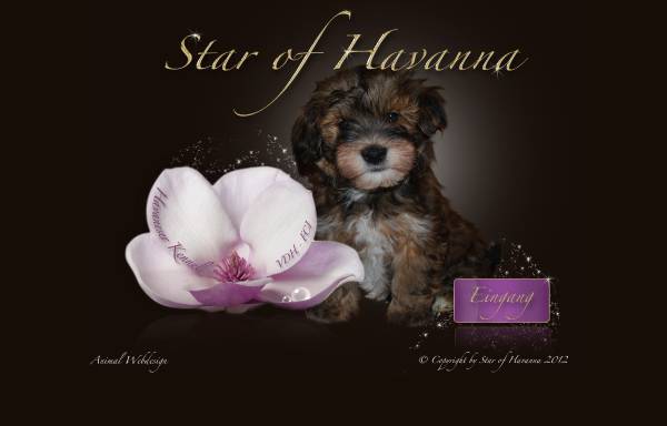 Vorschau von www.havaneser-star.de, Havaneser - Star of Havanna