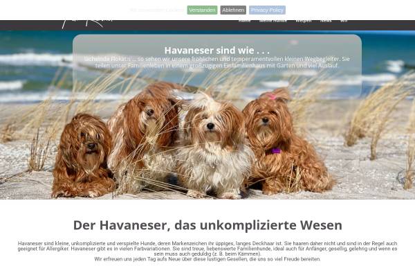 Vorschau von www.dolcevitahavanese.de, Dolce Vita Havanese