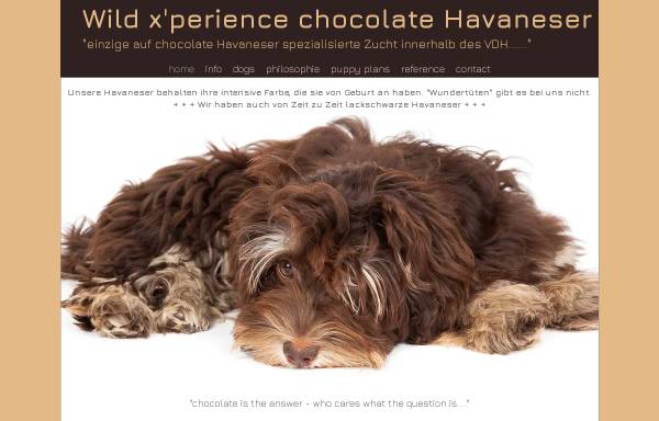 Vorschau von www.chocolatehavaneser.de, Wild X`Perience Chocolate Havaneser