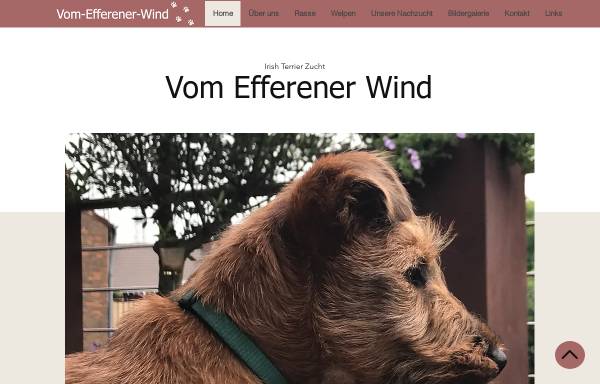 Vorschau von www.vom-efferener-wind.de, Schwarze Riesenschnauzer vom Efferener Wind