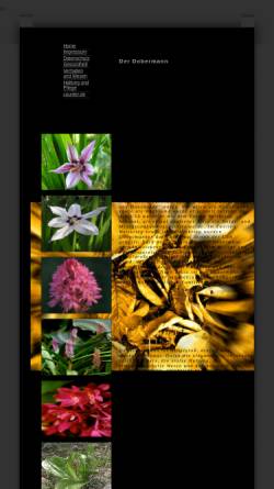 Vorschau der mobilen Webseite www.orchideenzauber.de, Orchideenzauber.de