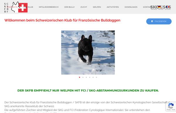 Vorschau von www.suisse-bully.ch, Schweizerischer Klub für französische Bulldoggen