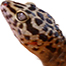 Leopardgecko-Site 