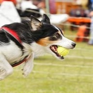 Flyball 