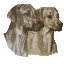 Rhodesian Ridgeback Pedigree-Datenbank 
