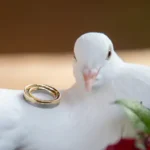 Hochzeitstaubenservice Hentschel Kadenstraße Dresden