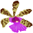 Großräschener Orchideen Wlodarczyk 